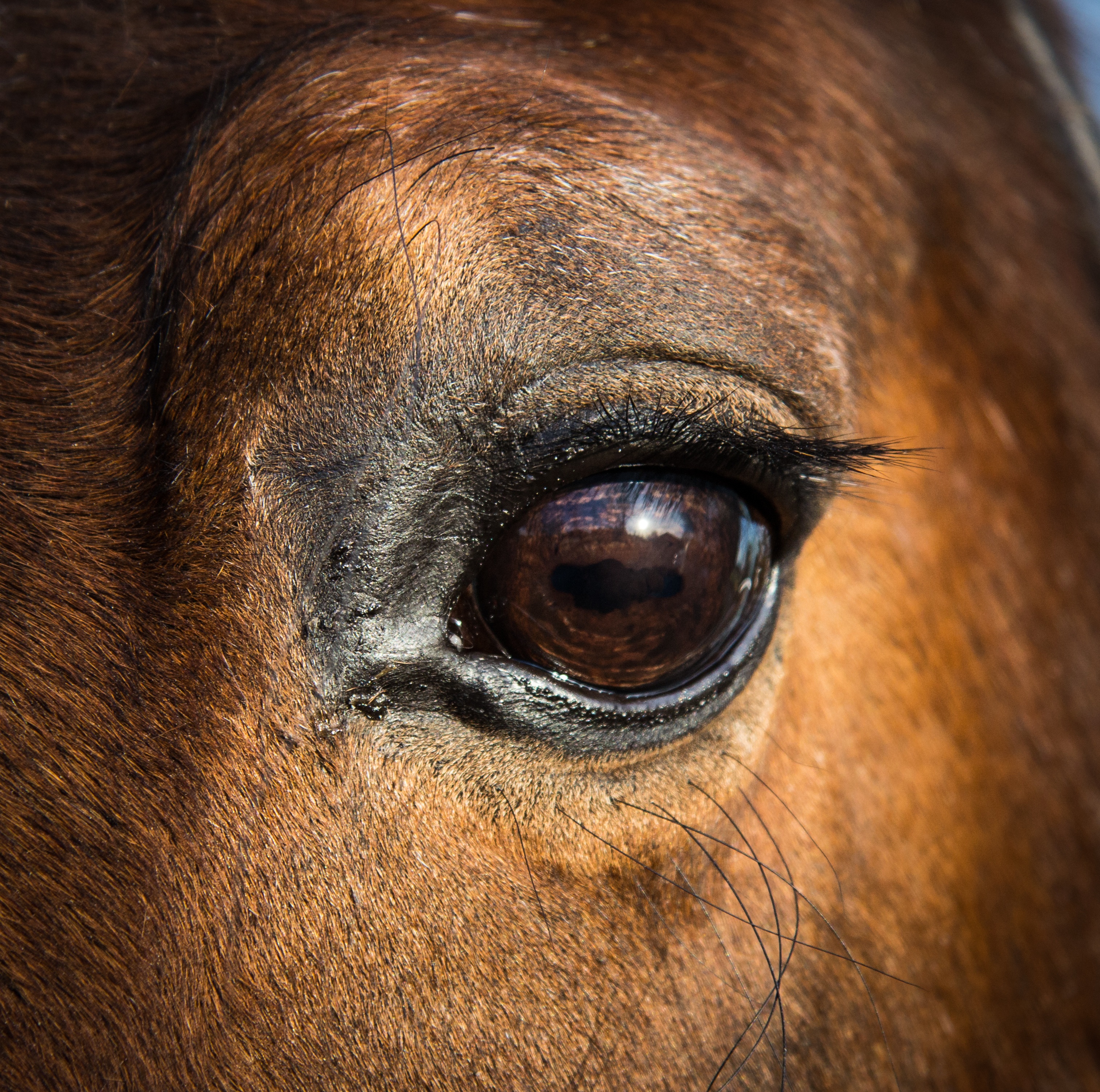 nature-animal-wildlife-pet-horseback-horse-1376504-pxhere.com.jpg