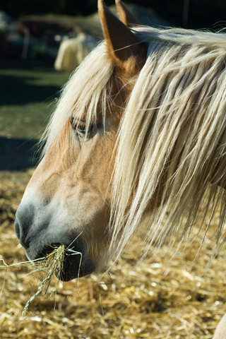 hø og hest.jpg