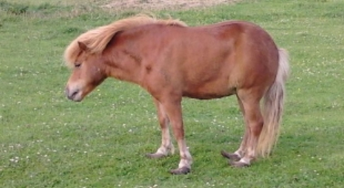 laminitis.jpg