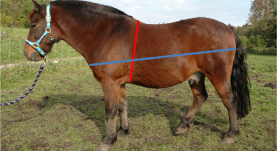 Ml_din_hest.png