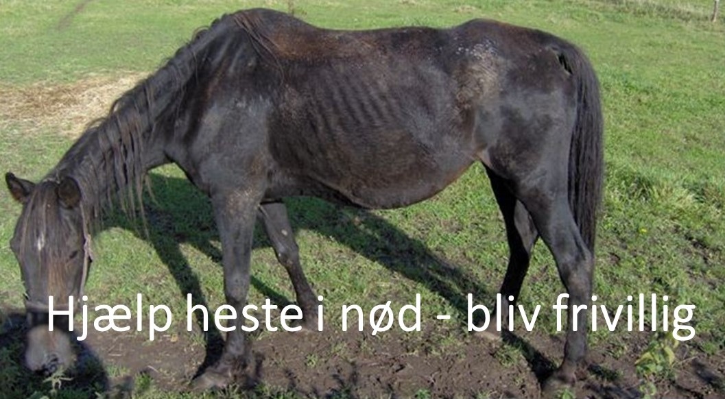 Bliv frivillig