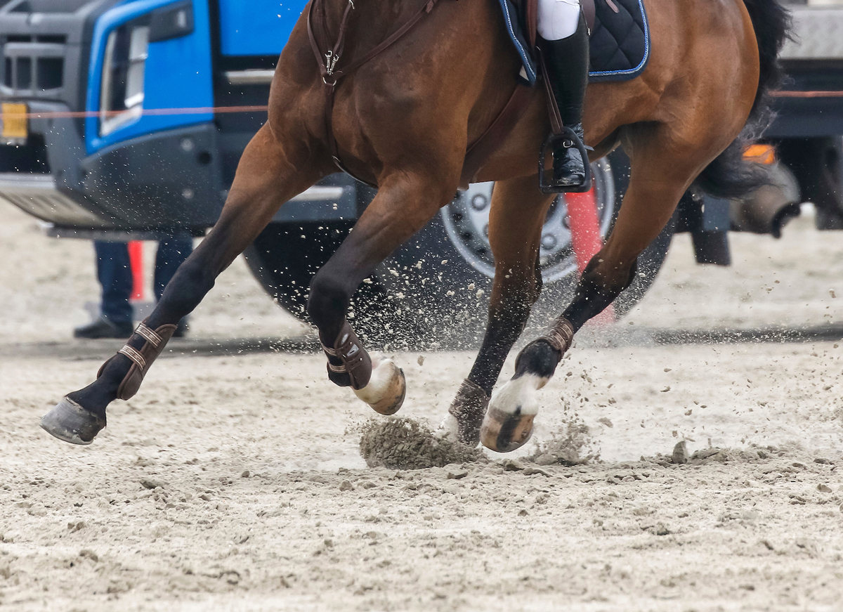 Open-Danish--Farrier-Champiosnhip.jpg