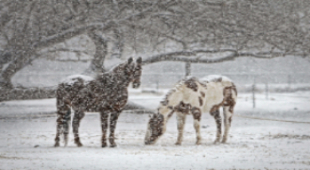 nature-snow-winter-animal-wildlife-wild-944319-pxhere.com.jpg