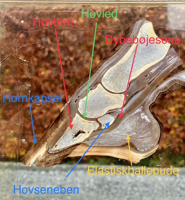 Billede 1.jpg
