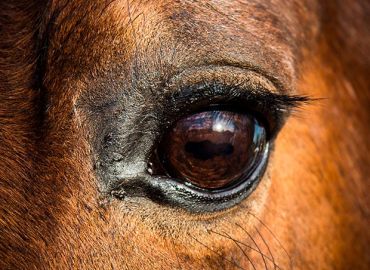 Domsafsigelse i sag om groft uforsvarlig behandling af hest